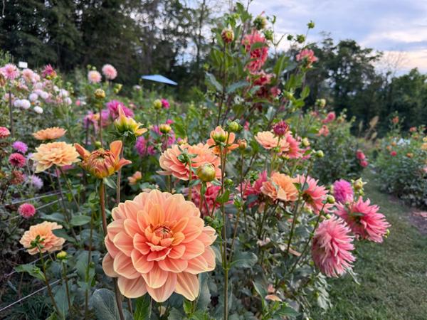 Dahlias: Cultivation, Care and a Remarkable Hudson Valley Legacy Garden Talk at the Beatrix Farrand Garden
